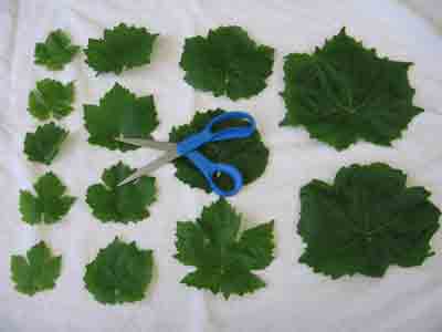 abelofylla yia ntolmades grape leaves for dolmades arranged by size