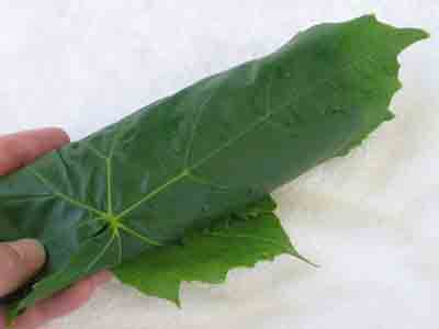 abelofylla yia ntolmades grape leaves for dolmades rolled up