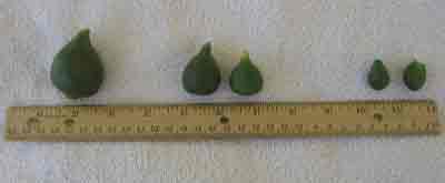 Showing sizes of baby figs for sikalaki gliko, greek fig spoon sweet.
