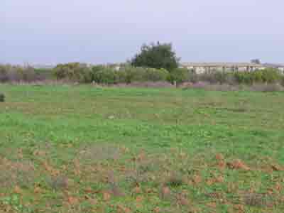 Field of wild mustard for greek recipe vrouves.