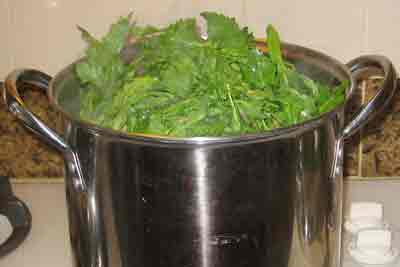 Putting mustard greens into the pot for greek recipe vrouves.